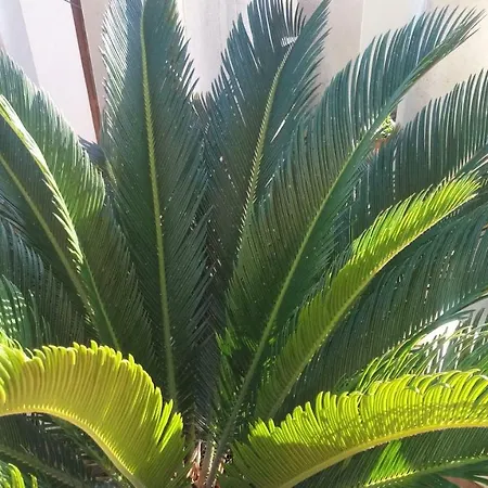 Diocletians Center Appartamento Spalato